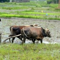 T'gana continues disbursement of investment support among farmers