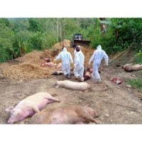 African swine flu: 190 pigs culled so far in Kerala's Wayanad