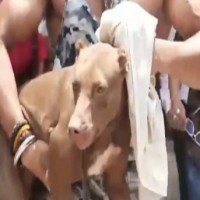 Lucknow civic body to seize dog after owner fails to present licence