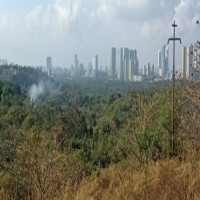 Maha govt lifts stay on Mumbai Metro car-shed in Aarey Colony