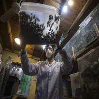 Study shows flies, cockroaches not likely to spread Covid