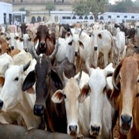 No cow slaughtering on Bakrid: K'taka govt