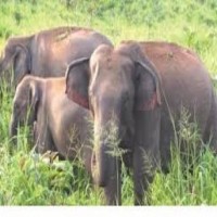 TN farmer killed by wild elephant in Erode