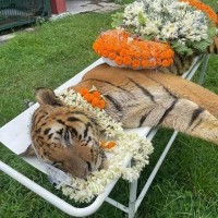 One of India's oldest tigers dies in Bengal