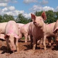 African swine flu: Culling of pigs commences in Kerala's Wayanad