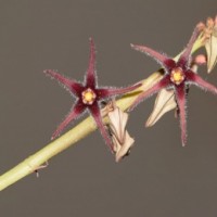 Presumed extinct plant species rediscovered after 188 years in Himachal
