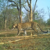 TN Environment Authority to take final call on new stone quarry near Sathyamangalam Tiger Reserve