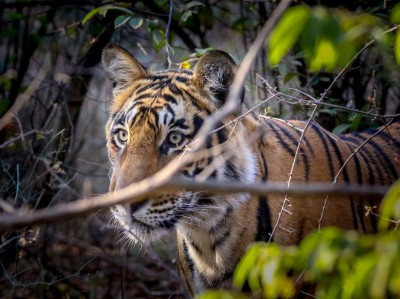 'Save the Tiger' campaign can only be achieved by collective efforts 'Save the Tiger' campaign can only be achieved by collective efforts