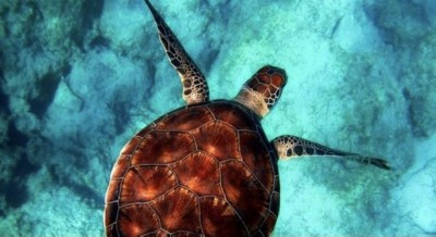 Covid-19 lockdown reduces ocean noise: Study Covid-19 lockdown reduces ocean noise: Study