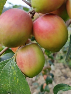 Caught in Covid crisis, Tripura tribals grow Apple Ber, first in NE region Caught in Covid crisis, Tripura tribals grow Apple Ber, first in NE region