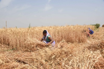 Rs 11,141 cr paid to wheat farmers as MSP in UP in 20-21 Rs 11,141 cr paid to wheat farmers as MSP in UP in 20-21