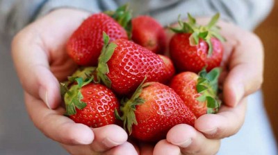 Eat strawberries, oranges daily to cut risk of cognitive decline Eat strawberries, oranges daily to cut risk of cognitive decline
