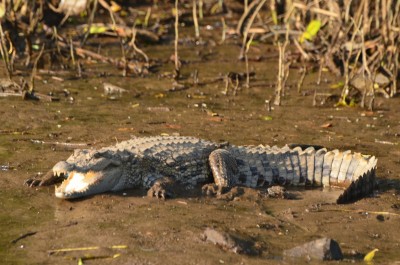 Crocodile attacks man, rips off his leg in UP Crocodile attacks man, rips off his leg in UP