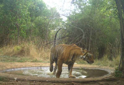 14 tigers identified in Telangana's Amrabad Tiger Reserve 14 tigers identified in Telangana's Amrabad Tiger Reserve