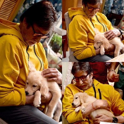 Amitabh Bachchan shares picture with 'new companion' Amitabh Bachchan shares picture with 'new companion'