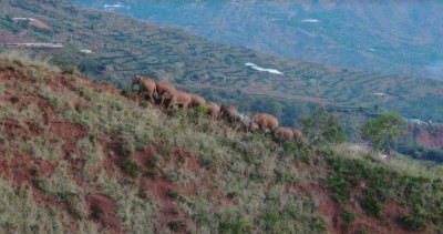 China's migrating elephants move southeast China's migrating elephants move southeast