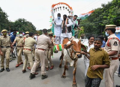 Telangana Cong leader falls off bullock cart during protest Telangana Cong leader falls off bullock cart during protest
