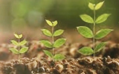 T'gana spent Rs 5,900 cr to plant saplings in 6 years T'gana spent Rs 5,900 cr to plant saplings in 6 years