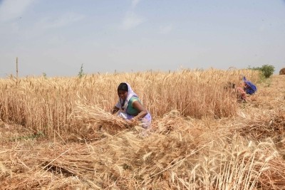 All eyes on Ministry of Cooperation to dock agri-reforms with global best practices All eyes on Ministry of Cooperation to dock agri-reforms with global best practices