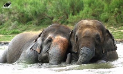 Elephants in Agra shelter beat the heat in swimming pools Elephants in Agra shelter beat the heat in swimming pools