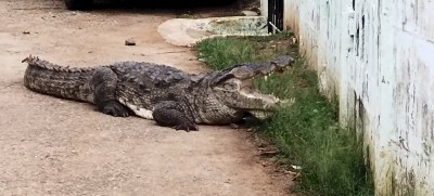 Giant crocodile strolls through Karnataka village