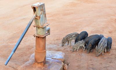Wild boars may be culled in Goa soon; govt to declare species as vermin Wild boars may be culled in Goa soon; govt to declare species as vermin