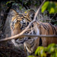 'Save the Tiger' campaign can only be achieved by collective efforts