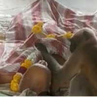 Langur 'participates' in man's final rites, family astonished