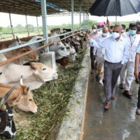 Palamaner 'goshala' to be developed as hub for 'desi' cow breeds: TTD
