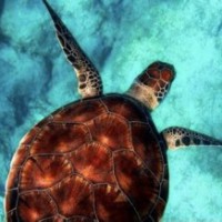 Covid-19 lockdown reduces ocean noise: Study