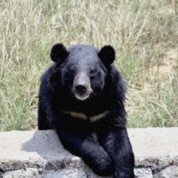 3 injured in bear attack in J&K's Sonamarg