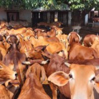 VHP to set up 'Gau Raksha' committees, appoint 'Gau Rakshaks'