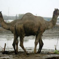 Camels rescued, sent to 'goshalas' in K'taka