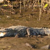 Crocodile attacks man, rips off his leg in UP