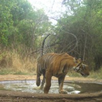 14 tigers identified in Telangana's Amrabad Tiger Reserve