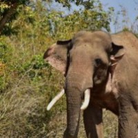 Tusker attacks forest guard in UP's Amangarh Reserve