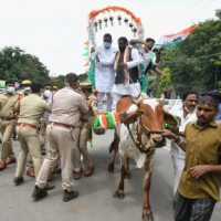 Telangana Cong leader falls off bullock cart during protest
