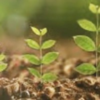 T'gana spent Rs 5,900 cr to plant saplings in 6 years