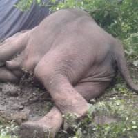 Elephant dies of electrocution in Karnataka