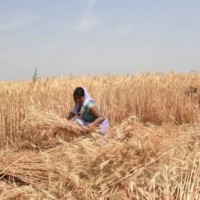 All eyes on Ministry of Cooperation to dock agri-reforms with global best practices
