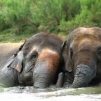 Elephants in Agra shelter beat the heat in swimming pools