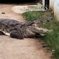 Giant crocodile strolls through Karnataka village