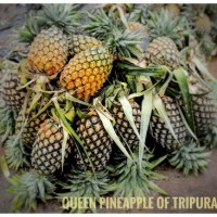 After Hasina's mango gift, Tripura CM sends pineapples to B'desh PM