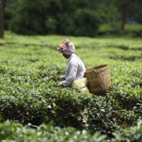 Assam tea workers get lower wages compared to other states: Study