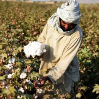 Monsanto officials were on snoop list as Maharashtra set up probe for Bt cotton