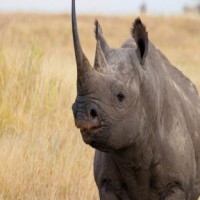 Tanzanian conservation authorities plan relocation of rhinos
