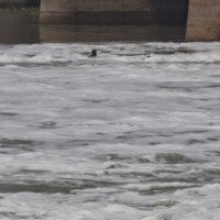 Yamuna not fit for bathing due to lack of minimum flow of water: Delhi Govt