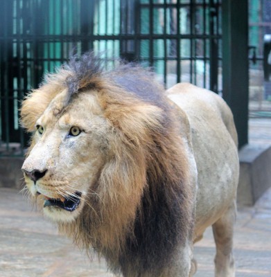 4 lions in Chennai zoo diagnosed with Delta variant of Covid-19