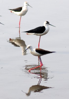 Unfounded beliefs kill scores of egrets in Assam, authorities initiate action Unfounded beliefs kill scores of egrets in Assam, authorities initiate action