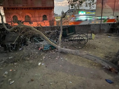 Hundreds of trees chopped off along Yamuna, furore on social media